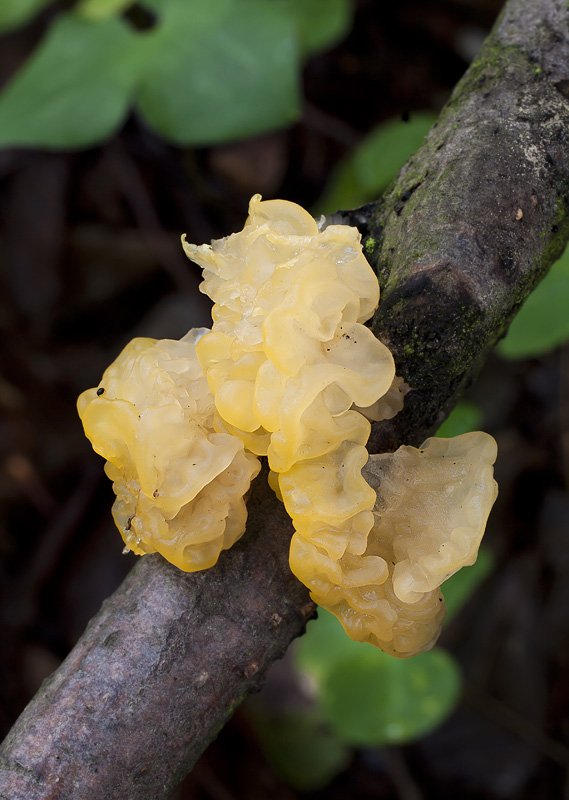 Tremella mesenterica